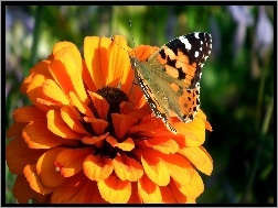 Kwiat, Motyl, Rusałka osetnik